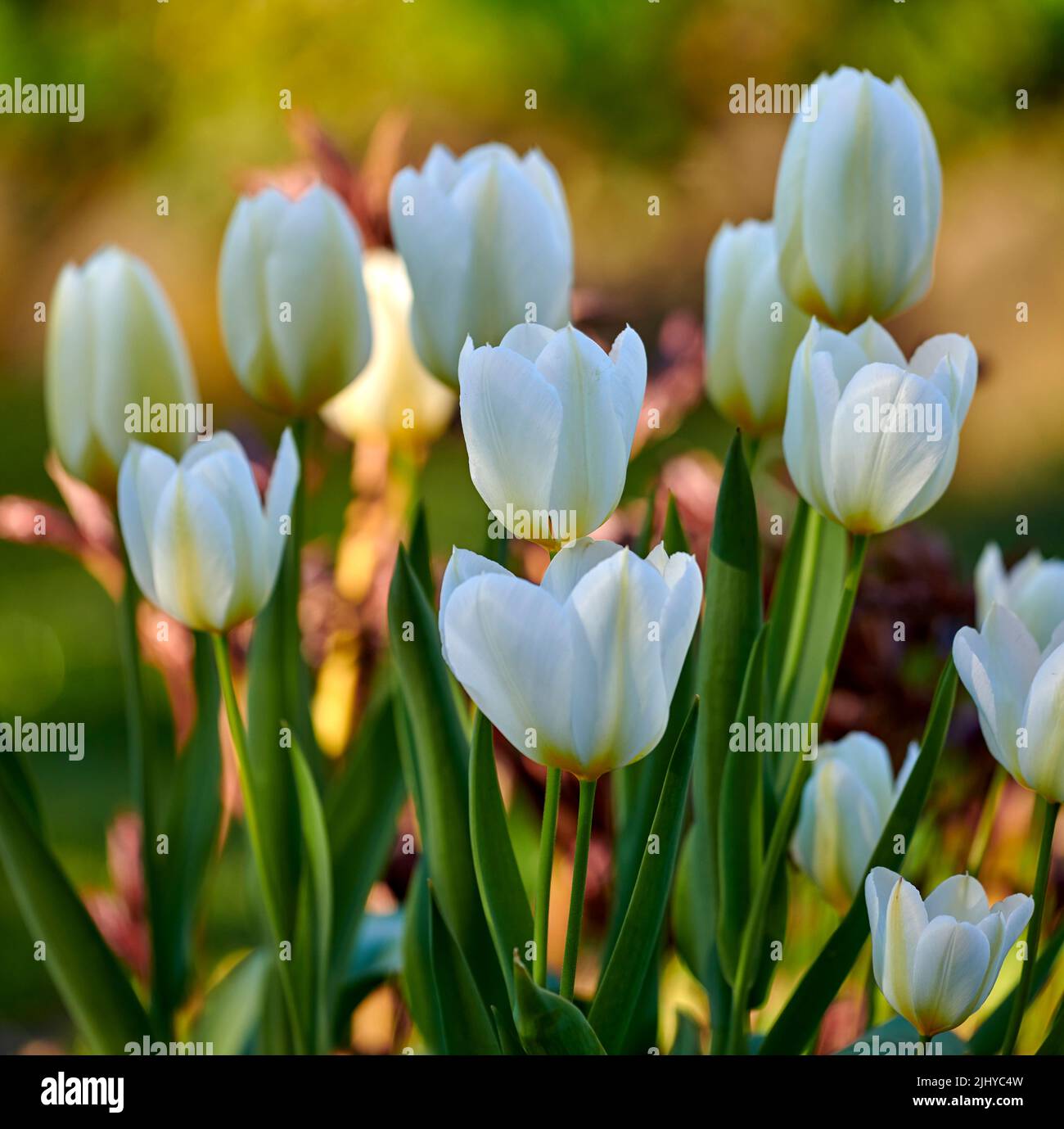 Tulipani bianchi da giardino che crescono in primavera. Primo piano di tulipano didiers della specie tulipa gesneriana con petali vibranti e steli verdi fiorenti e. Foto Stock