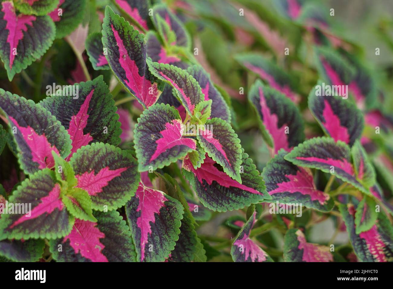 Coleus scutellarioides con sfondo naturale Foto Stock