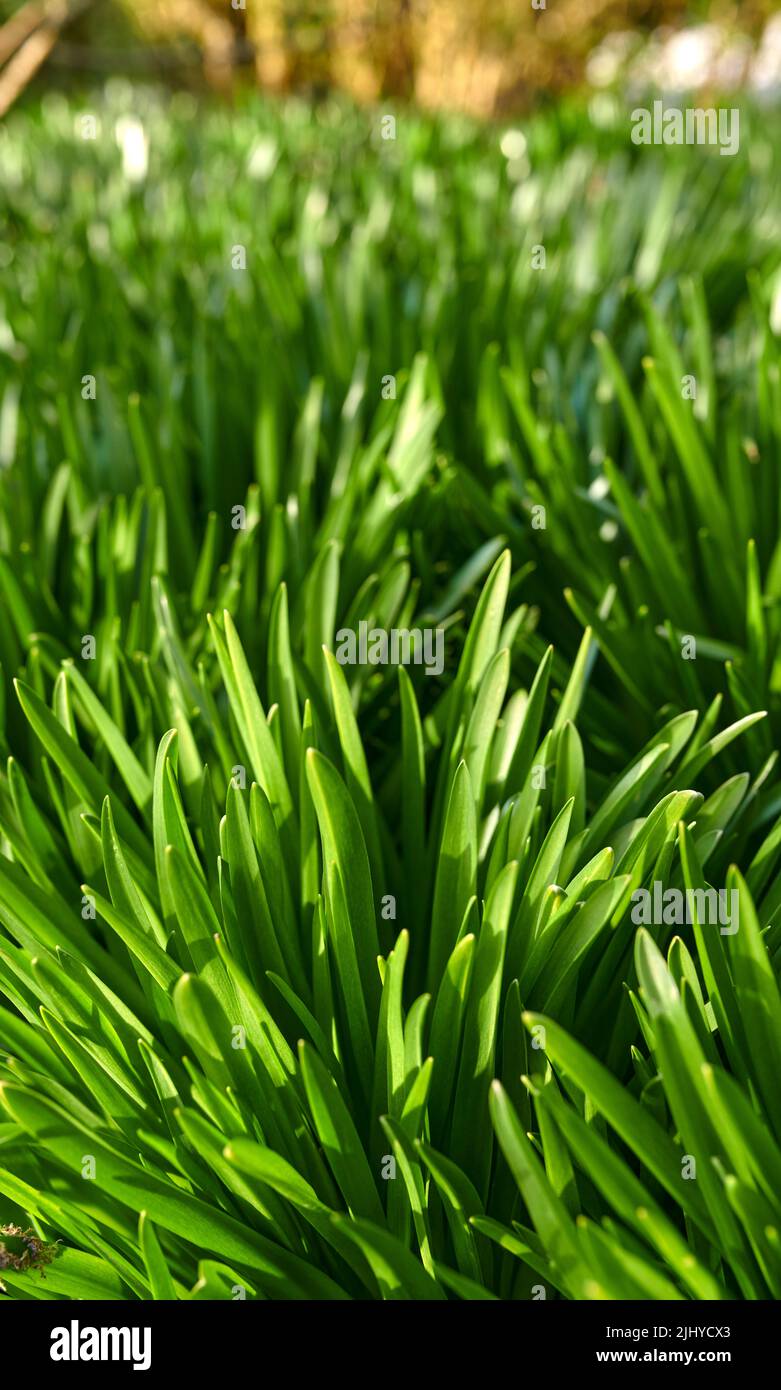 Erba di bufalo verde brillante che cresce a terra in un giardino o parco all'aperto in natura durante l'estate. Primo piano di verde e fogliame all'aperto su un Foto Stock Erba di bufalo verde brillante che cresce a terra in un giardino o parco all'aperto in natura durante l'estate. Primo piano di verde e fogliame all'aperto su un Foto Stock