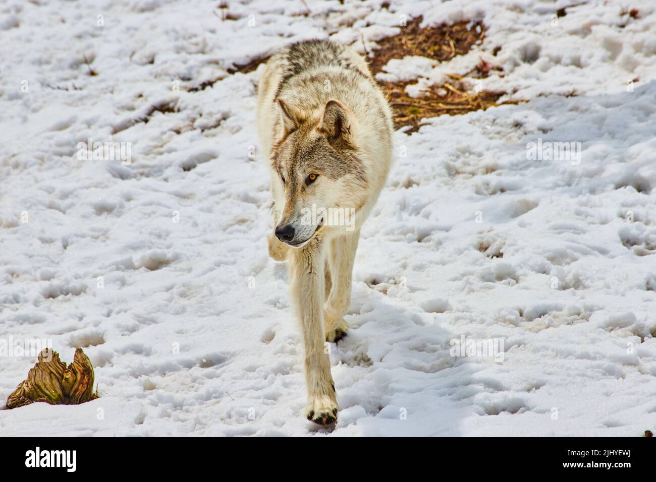 Lupo bianco che cammina attraverso la neve coperta di stampe di zampa Foto Stock
