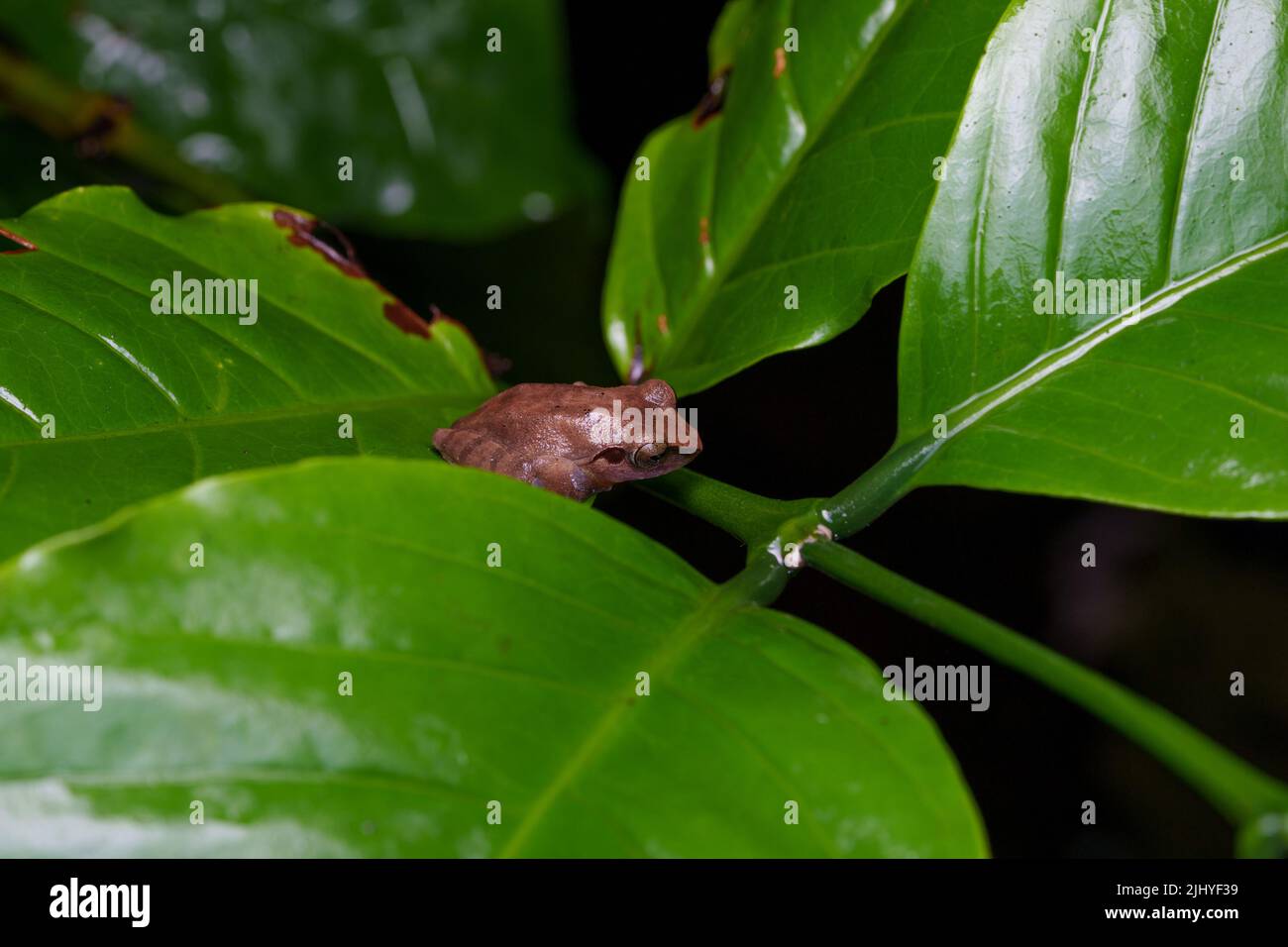 Bush Frog nei Ghats occidentali durante la stagione delle piogge Foto Stock