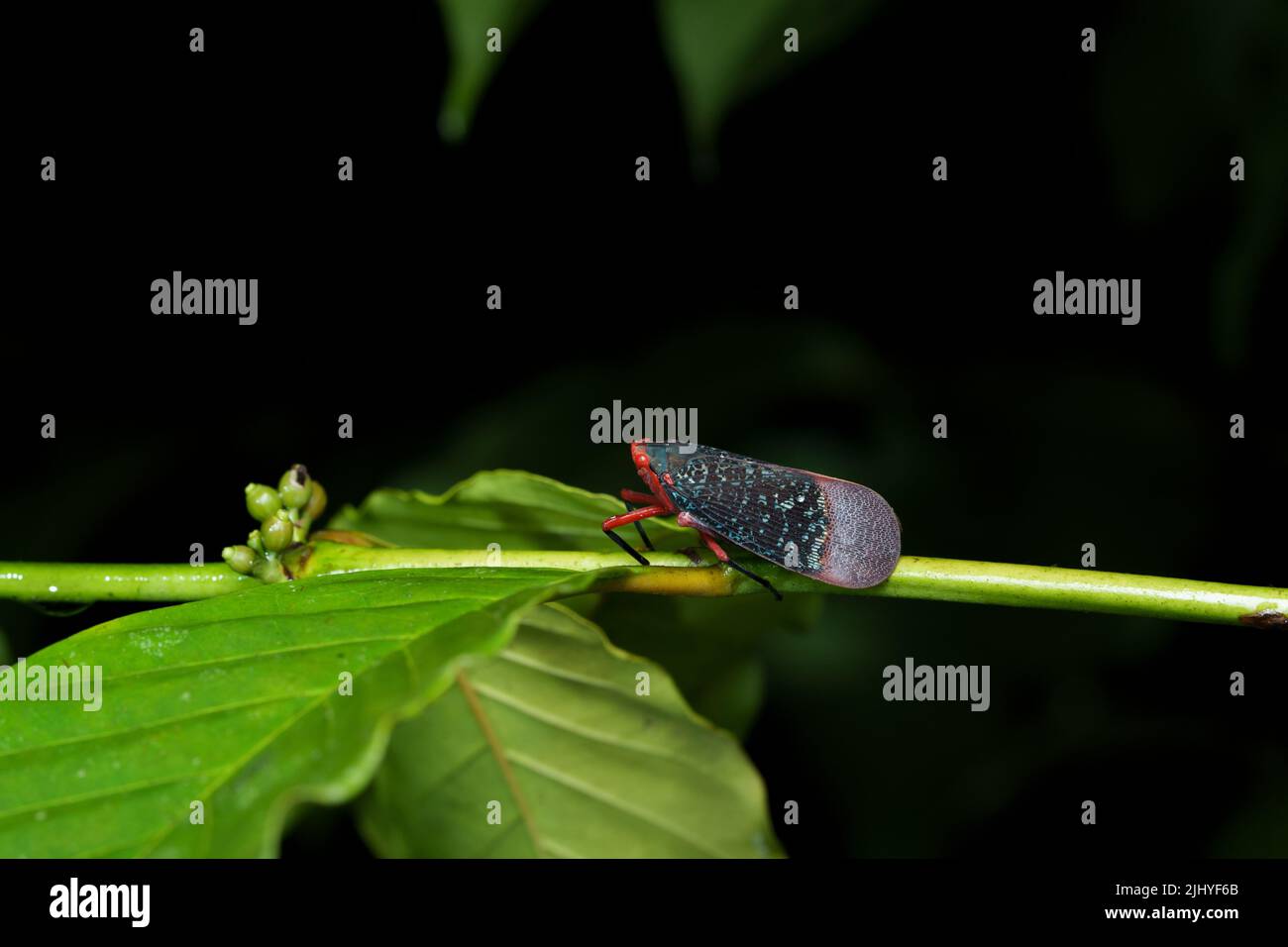 Primo piano di Kalidasa (plantopper) insetto su foglia verde di una notte piovosa dai colori brillanti Foto Stock