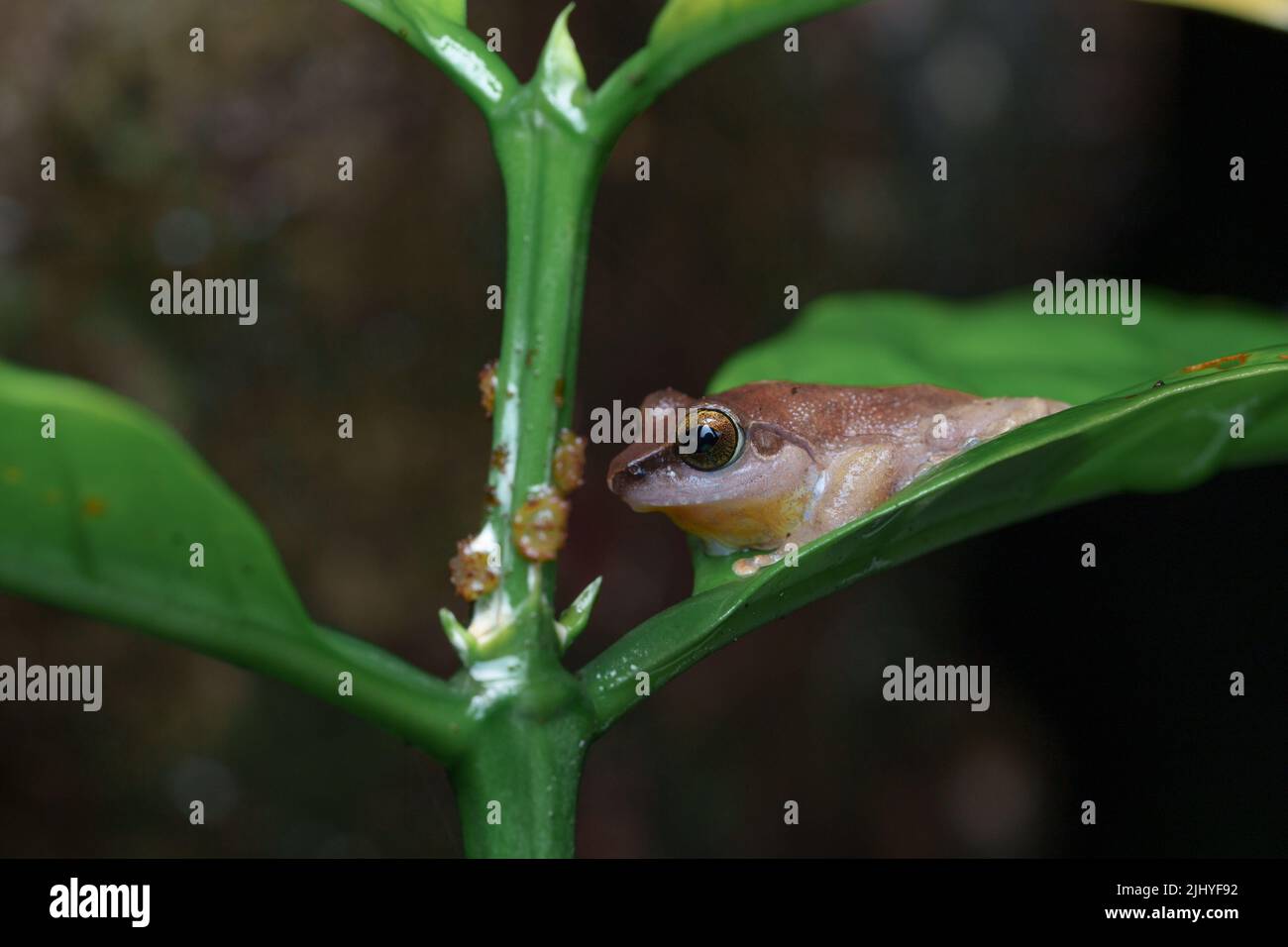 Bush Frog su foglia nel sud ovest Ghats, India in una stagione piovosa Foto Stock