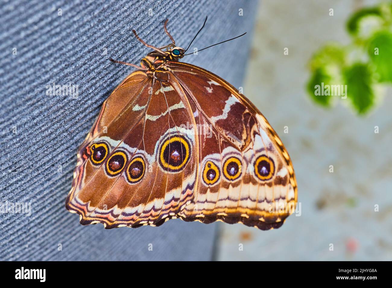 Immagine di Owl Butterfly che riposa su una pentola grigia in giardini Foto Stock