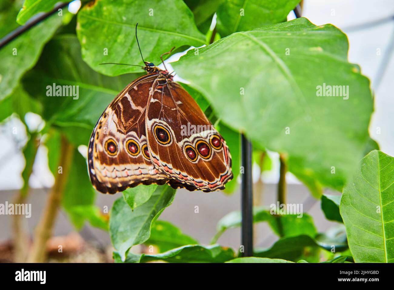 Immagine della splendida farfalla di Owl con macchie marroni Foto Stock
