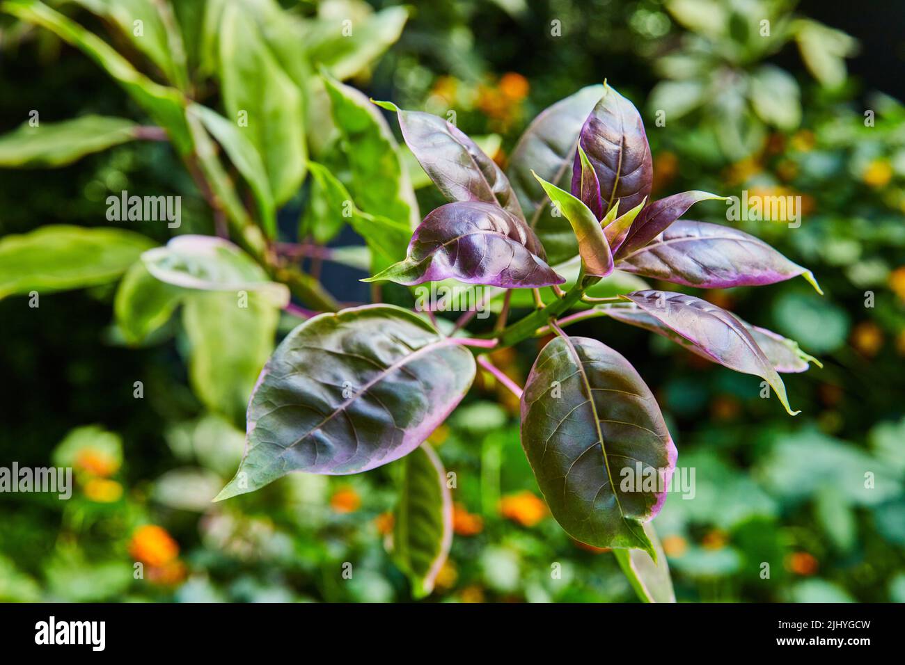Immagine di dettaglio di pianta con foglie viola Foto Stock