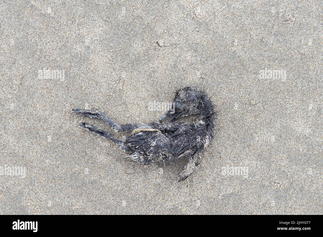 Un piccolo uccello morto coperto di sabbia, su una spiaggia. Foto Stock