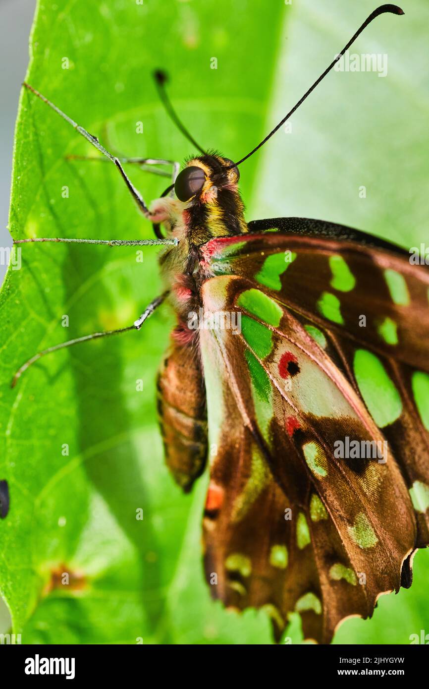 Particolare della splendida farfalla marrone con macchie verdi Foto Stock