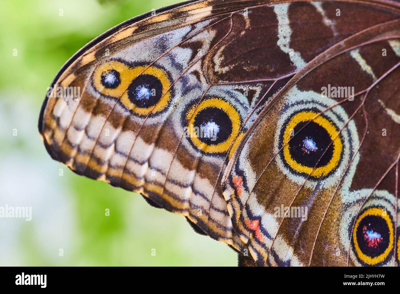 Dettaglio di macchie su Owl Butterfly Wing Foto Stock