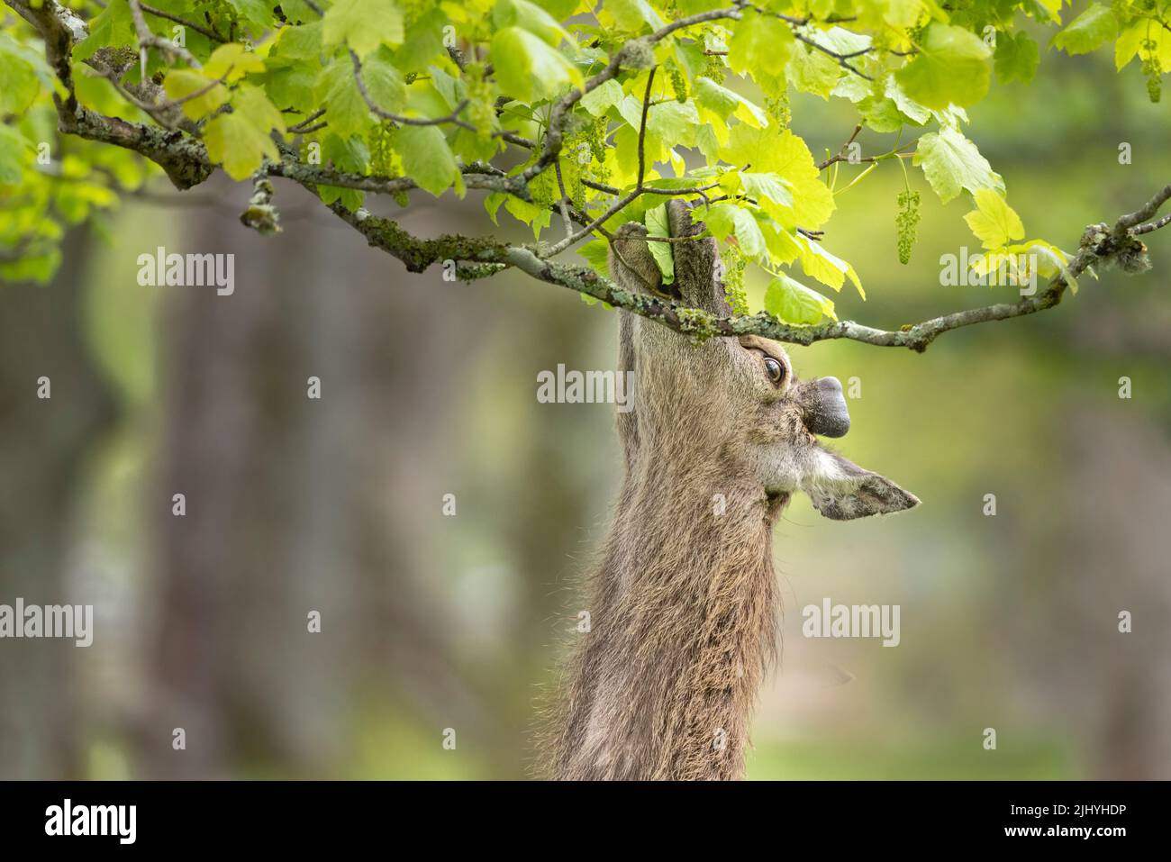 Cervo rosso che si allunga per mangiare le foglie fresche di un albero a Applecross, Scozia. Foto Stock