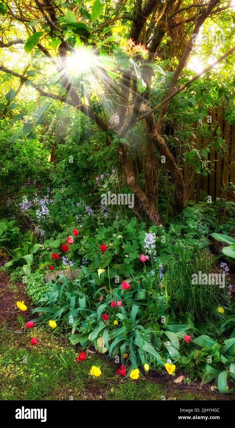 Giardino colorato con piante e fiori diversi al sole. Tulipani didiers rossi e gialli che crescono tra bluebells viola spagnolo in un parco Foto Stock