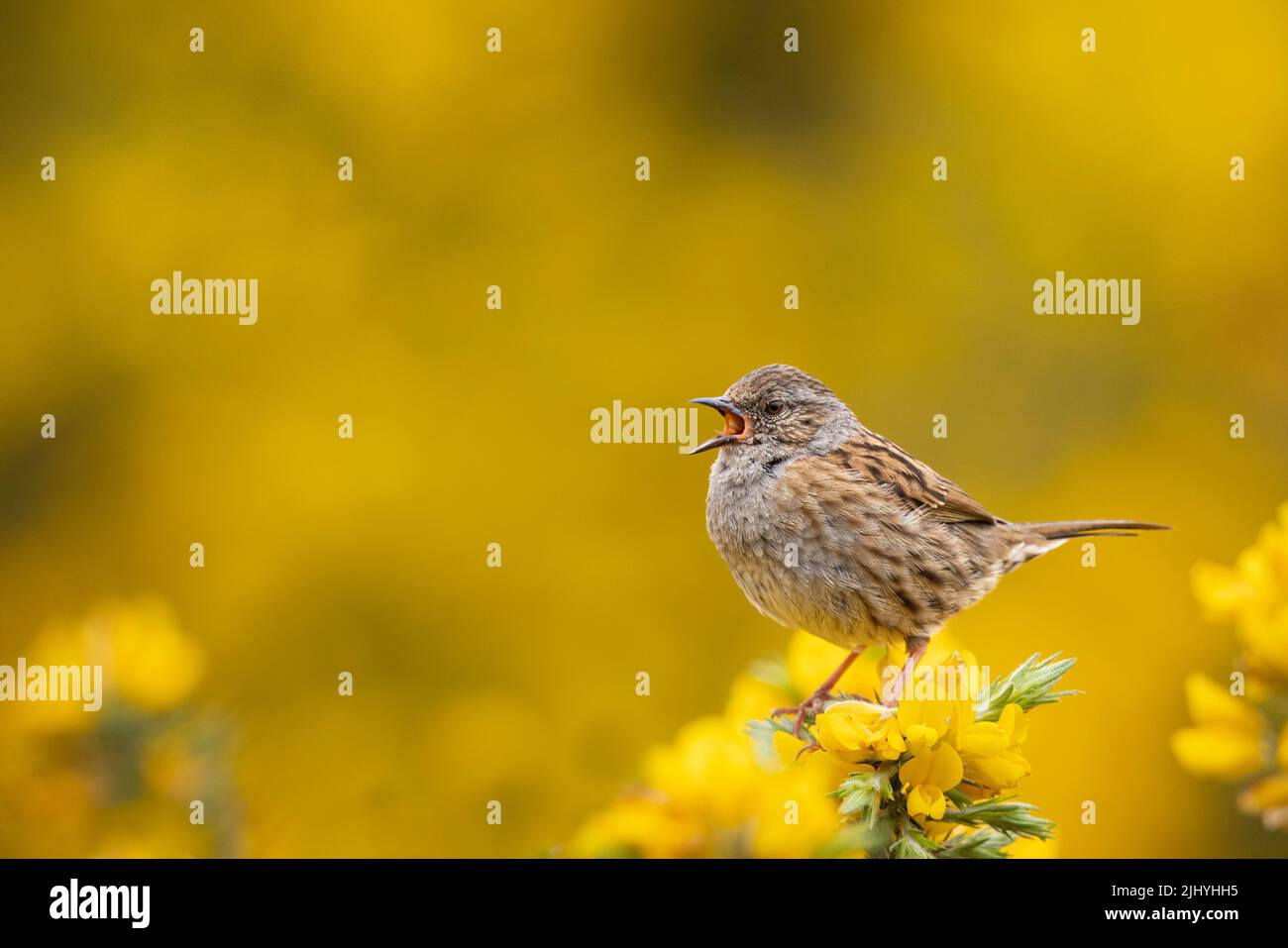 Dunnock canta da un persico sulla bella Gorse giallo in Scozia NW. Foto Stock