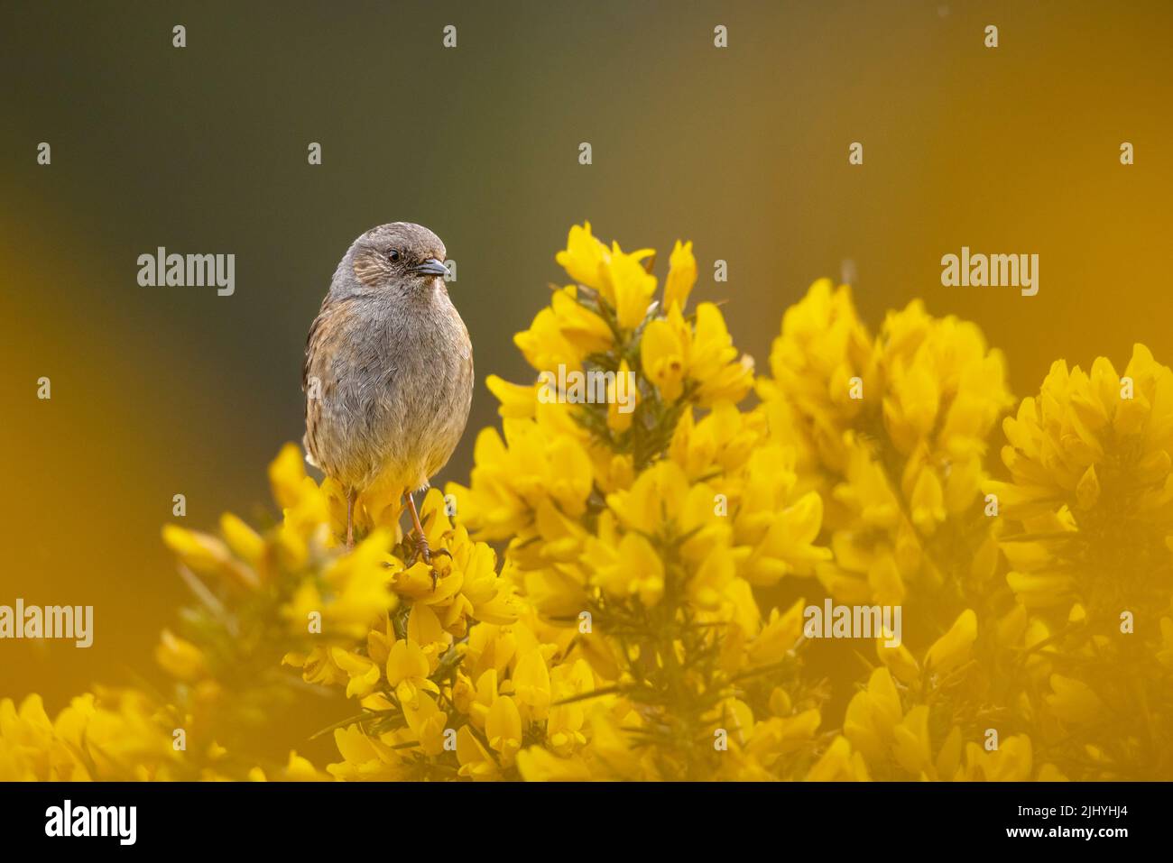 Dunnock arroccato sulla bellissima Gorse gialla nella Scozia nord-occidentale. Foto Stock