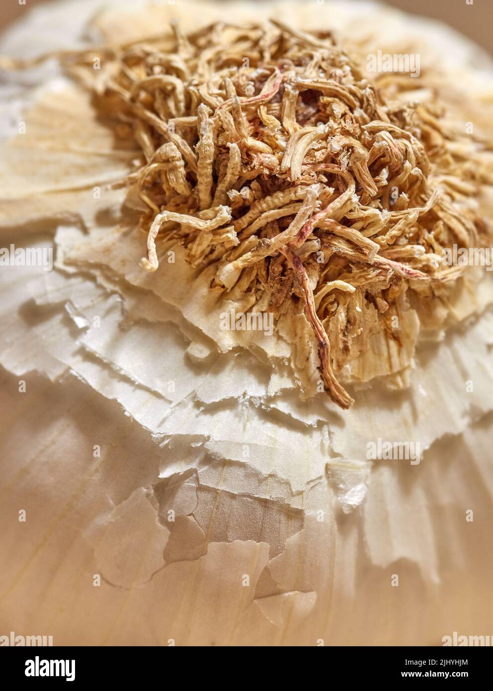 Radici terrene su uno spicchio d'aglio. Primo piano di una pianta intera, organica e fresca di erbe con forte odore e sapore pungente. Ingrediente sano usato come un Foto Stock