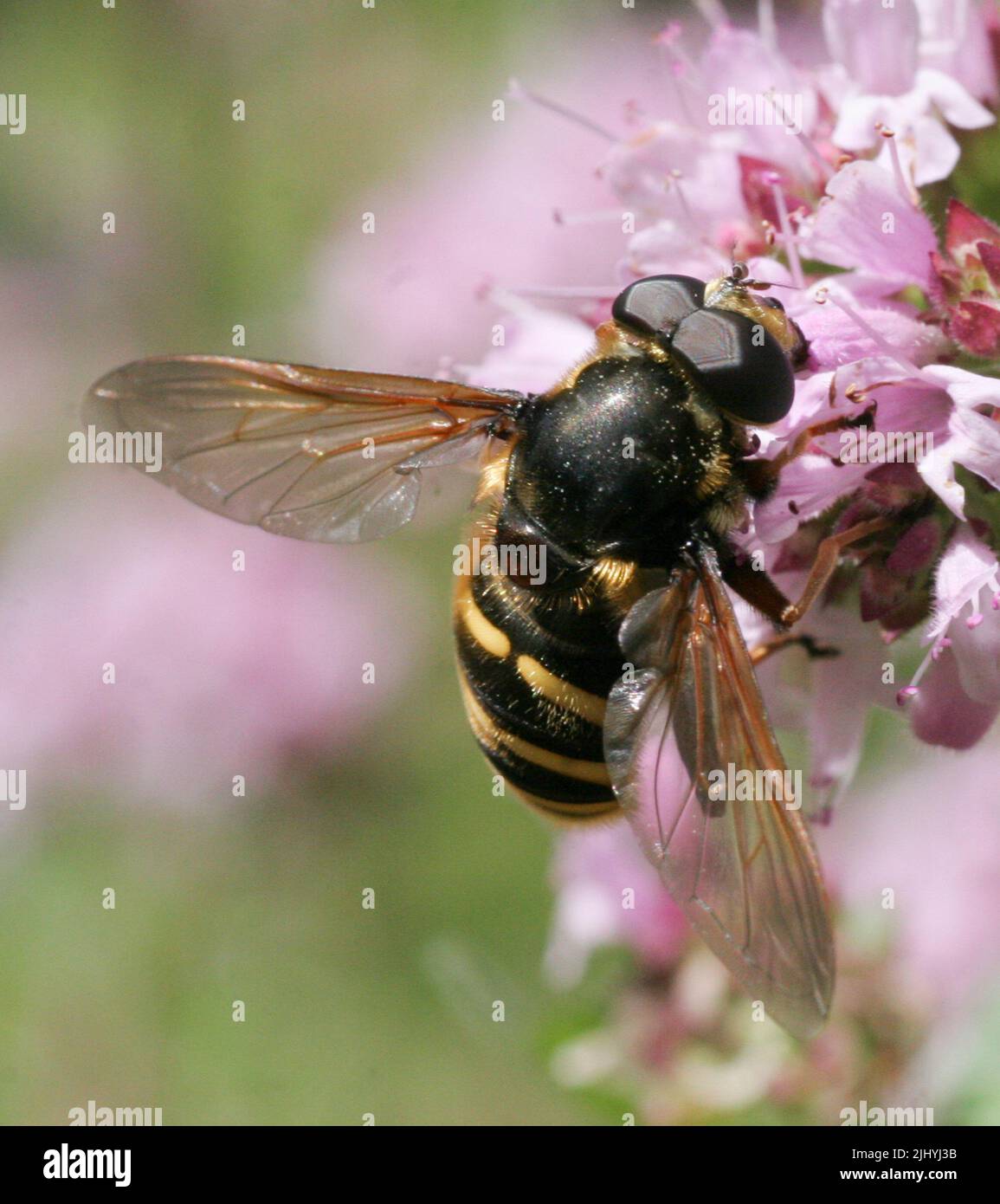 La specie di hoverfly è una specie di hoverfly Foto Stock
