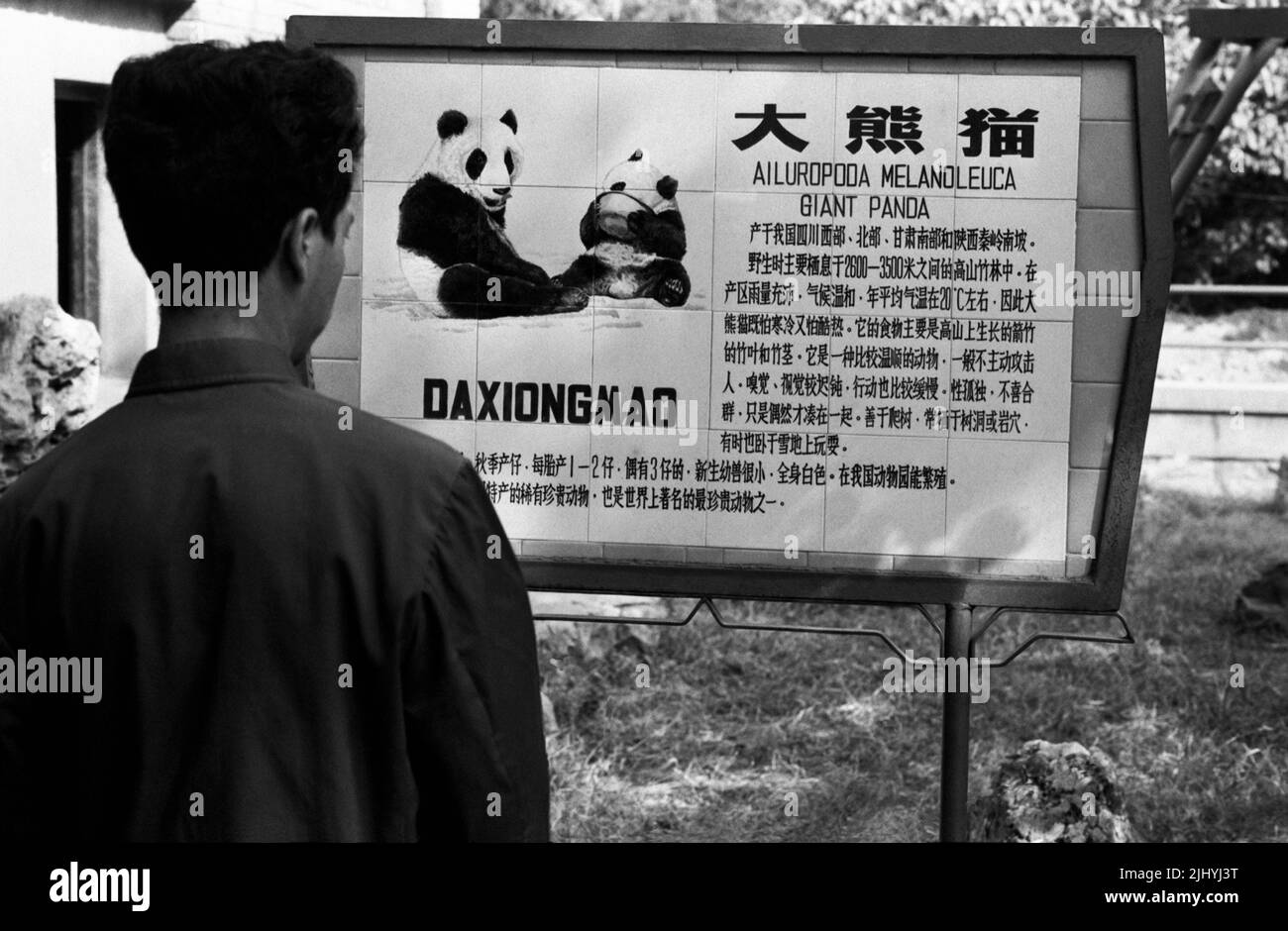 CINA PECHINO Pandas gigante in zoo Ailuropoda melanoleuca un uomo legge il segno di informazione Foto Stock