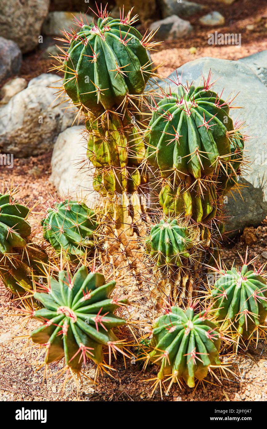 Particolare di piccolo cactus con punte circondate da rocce Foto Stock