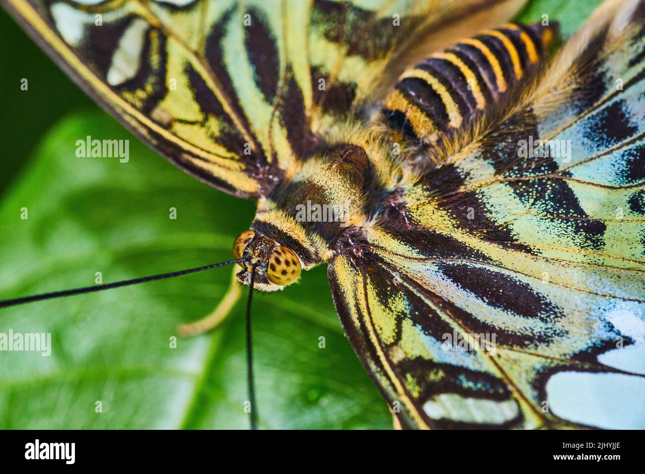 Macro di Brown Clipper farfalla viso e ali Foto Stock