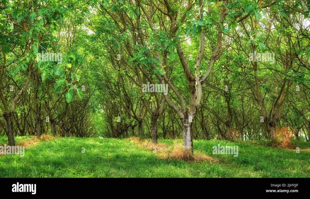 Alberi di noce inglese che crescono in file su agricoltura lussureggiante, verde e remota e fattoria di campagna a Lione, Francia. Coltivazione e coltivazione di sano Foto Stock