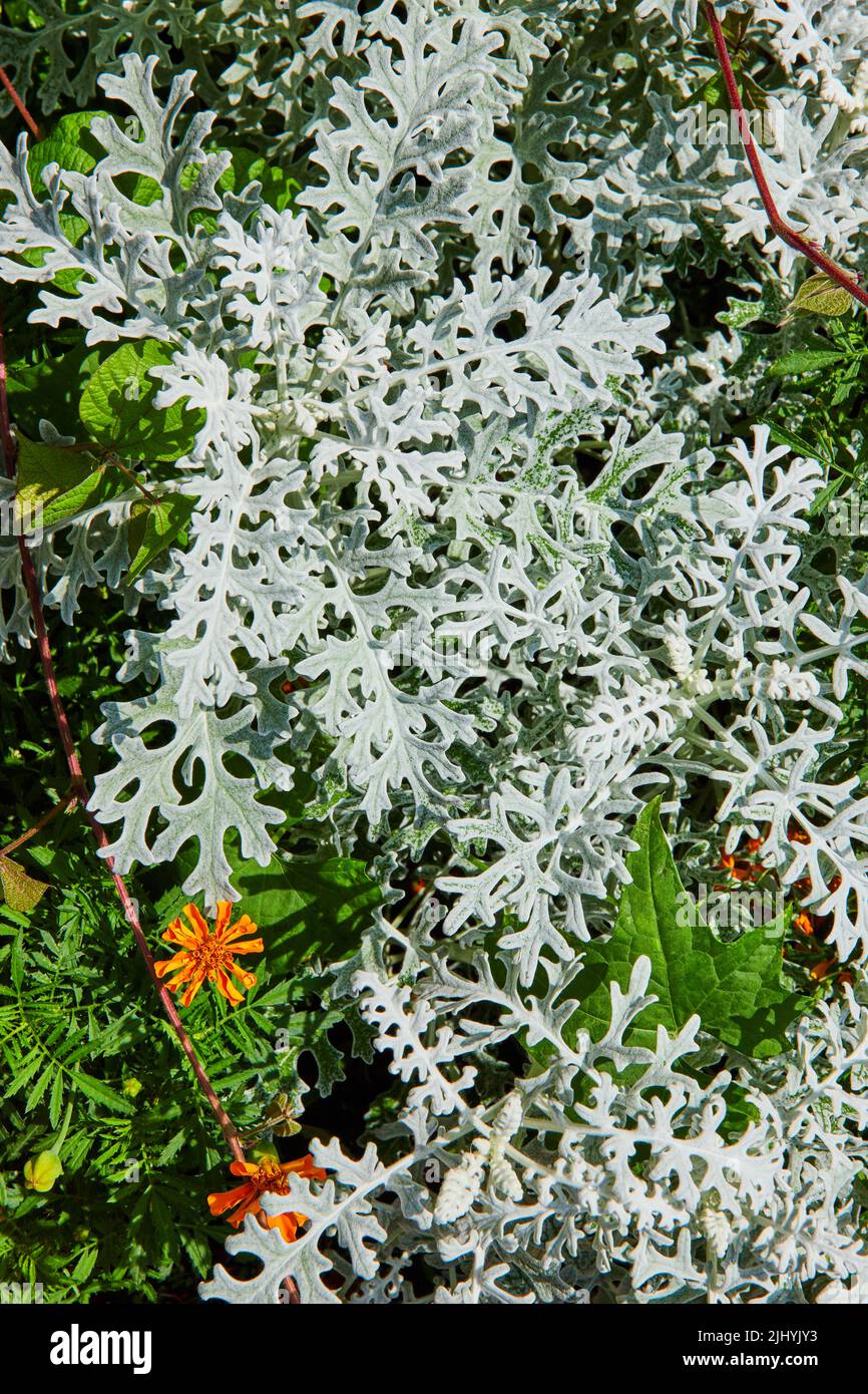 Tessitura di foglie di pianta verde chiaro in giardino Foto Stock