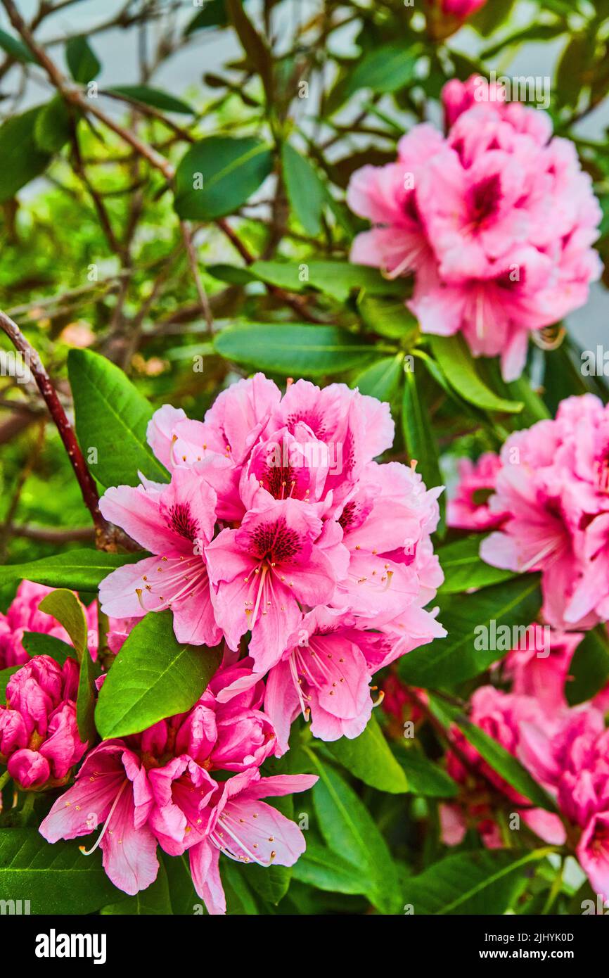 Vivaci fiori rosa fioriti in primavera sul cespuglio Foto Stock
