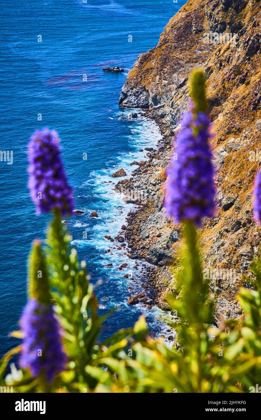 Ammira i fiori viola della costa occidentale colpiti dalle onde dell'oceano Foto Stock