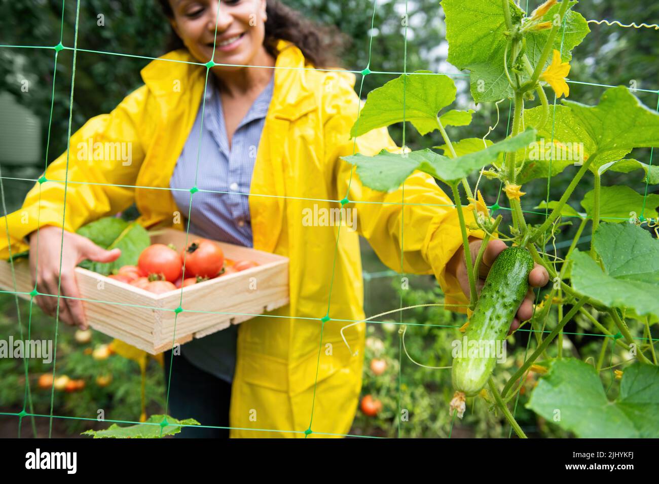 Fuoco su un cetriolo crescente nelle mani di una donna blurred giardiniere che raccoglie le verdure organiche in una scatola di legno eco Foto Stock