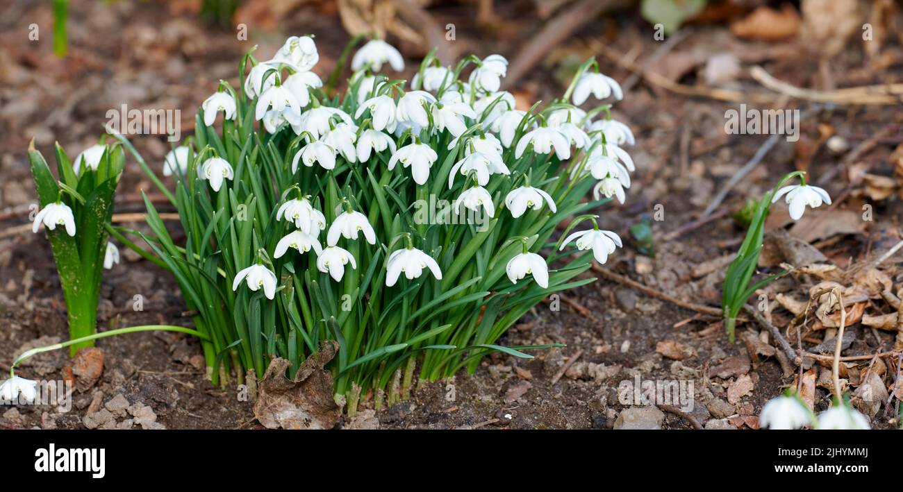 Primo piano di fiori bianco di goccia di neve comune che crescono e fioriscono da terreno ricco nutriente in un giardino di casa o campo remoto. Gruppo di galanthus nivalis Foto Stock