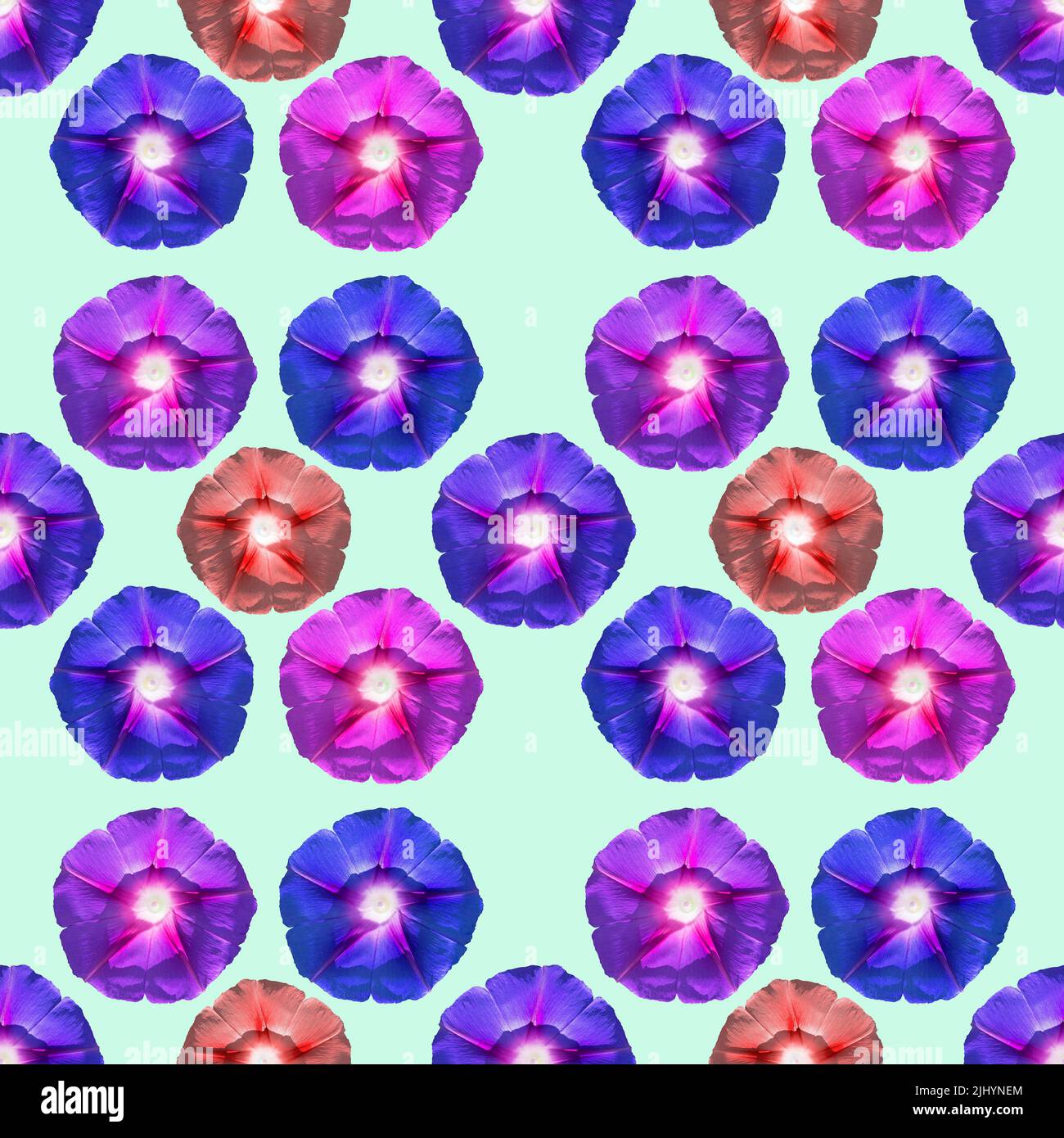 Motivo senza cuciture con fiori multicolore di convolvulus su sfondo quadrato verde pastello Foto Stock