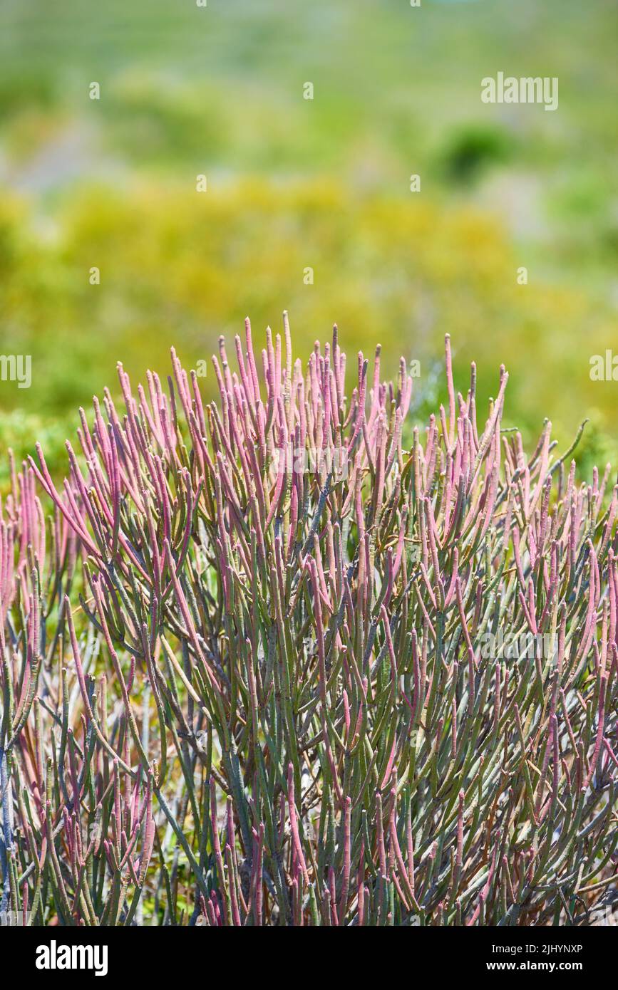 I fiori di cactus a matita sul lato della montagna all'aperto in una  soleggiata giornata estiva. Speroni naturali isolati di petali rosa che  fioriscono e con cespugli verdi dietro. Zona tranquilla del