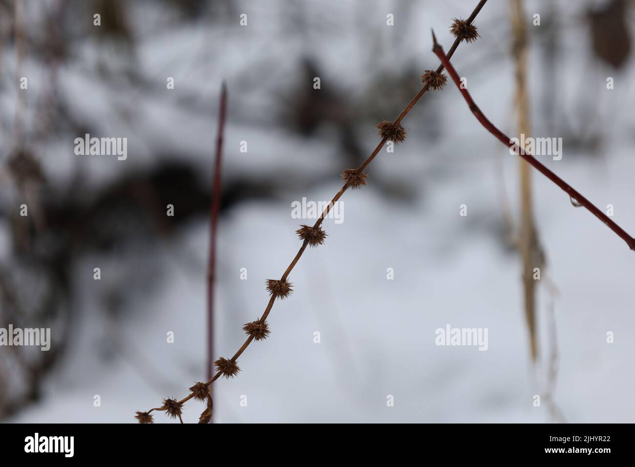 Piante secche nella foresta soleggiata d'inverno Foto Stock