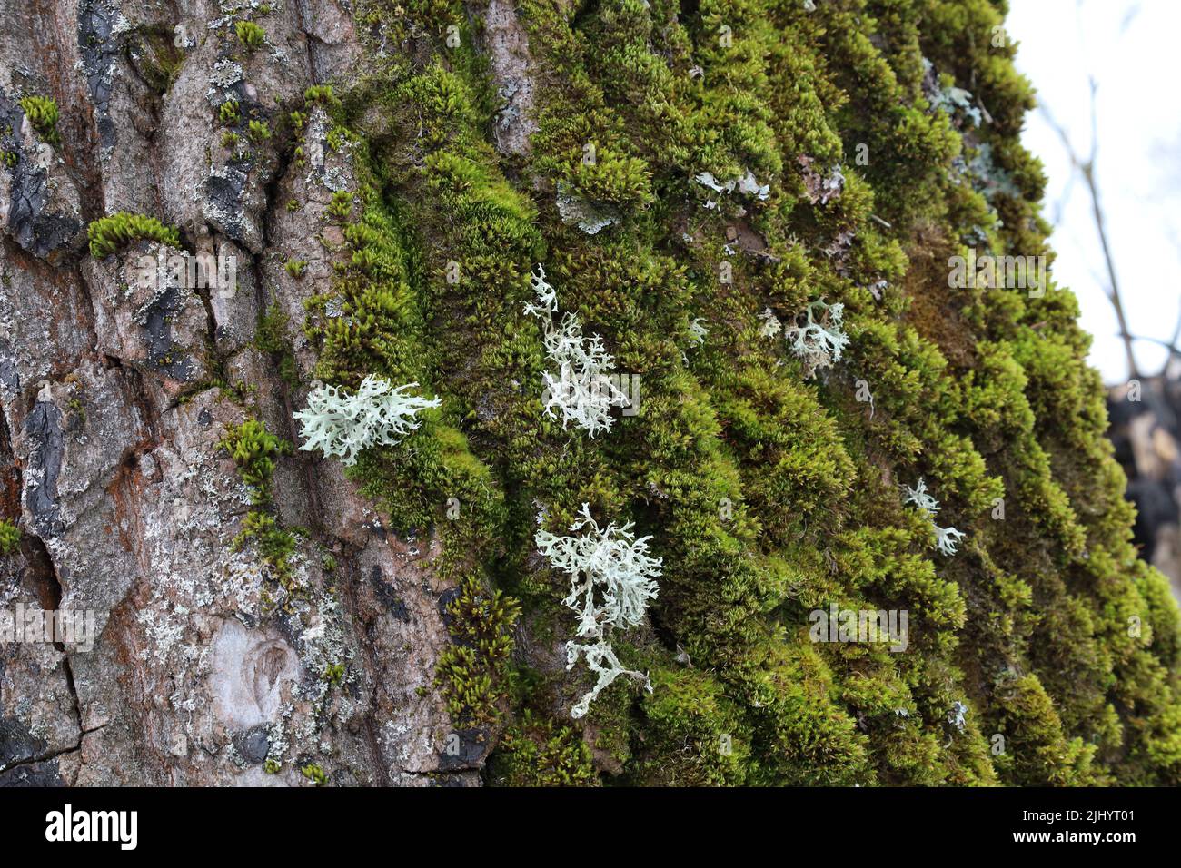 Prunastri di Evernia sull'albero coperto di muschio Foto Stock