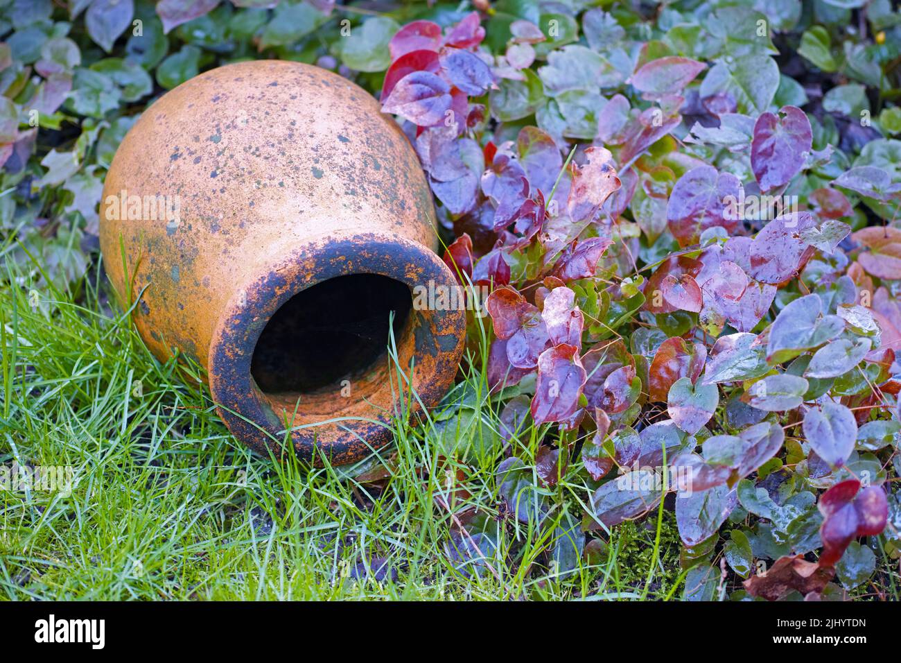 Primo piano di barrenwort o epimedium pinnatum che cresce intorno ad un vaso di argilla intemperato in un giardino lussureggiante e appartato a casa. Texture particolare di cespuglio sempreverde Foto Stock