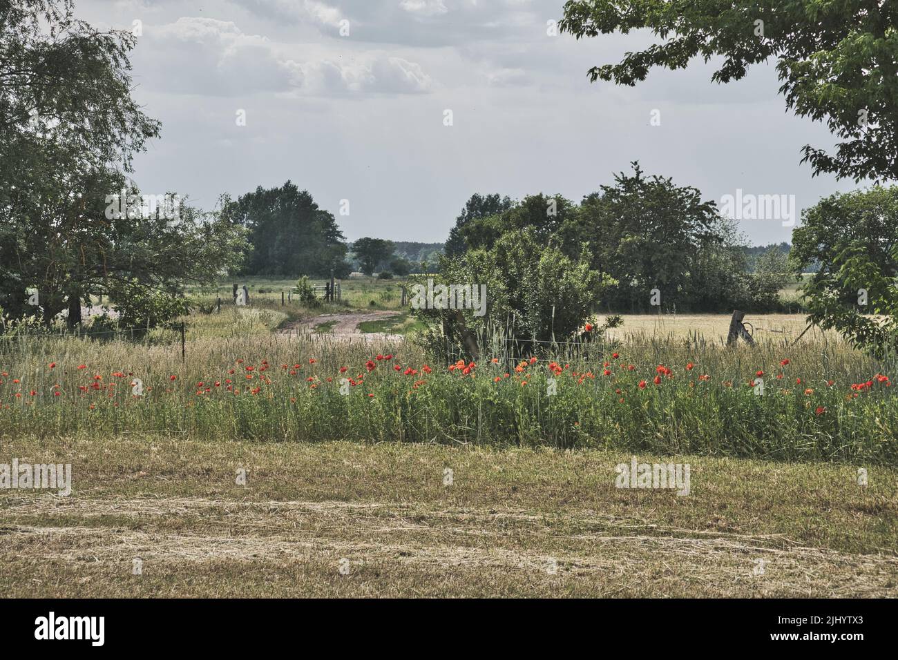 Papaveri al bordo di un campo di mais raccolto. Fiori rossi, alberi e erba. Percorso tra i campi. Paesaggio girato dalla natura del Brandeburgo Foto Stock