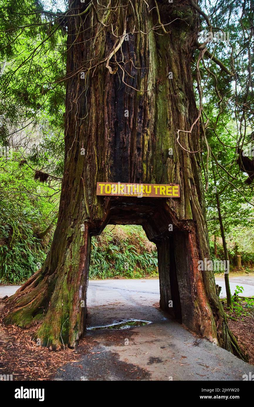 Puoi guidare la tua auto attraverso questa sequoia in California Foto Stock