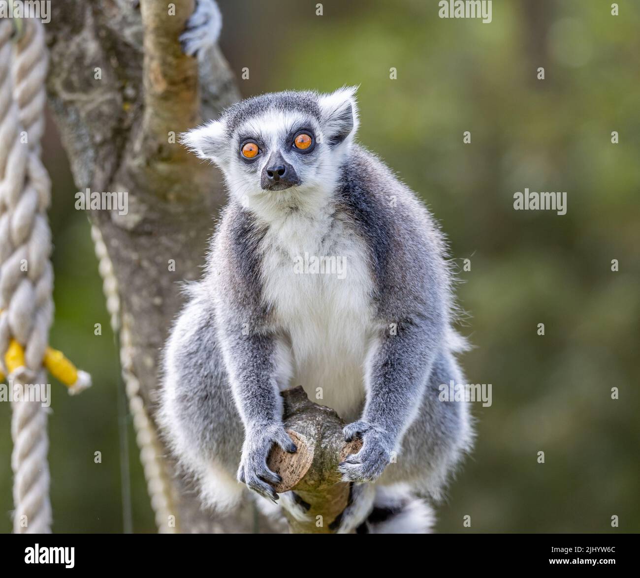 Questa foto è stata scattata dopo una visita allo Zoo di Whipsnade, il Lemur con coda ad anello sono liberi di girovagare intorno alla propria isola Foto Stock Questa foto è stata scattata dopo una visita allo Zoo di Whipsnade, il Lemur con coda ad anello sono liberi di girovagare intorno alla propria isola Foto Stock