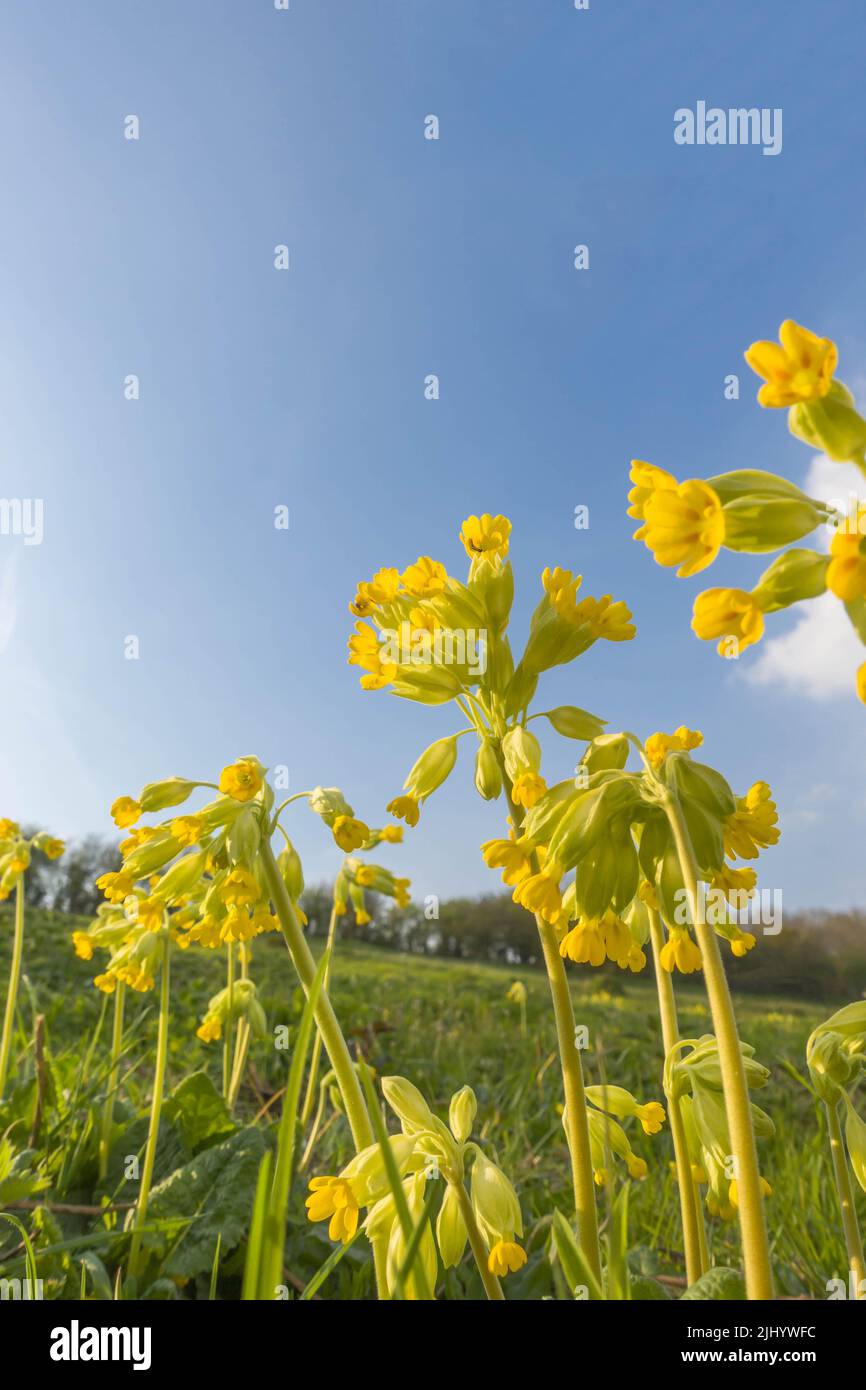 Vacchetta (Primula veris) contro un cielo blu, che cresce in una riserva naturale nella campagna dell'Herefordshire Regno Unito. Aprile 2022. Foto Stock