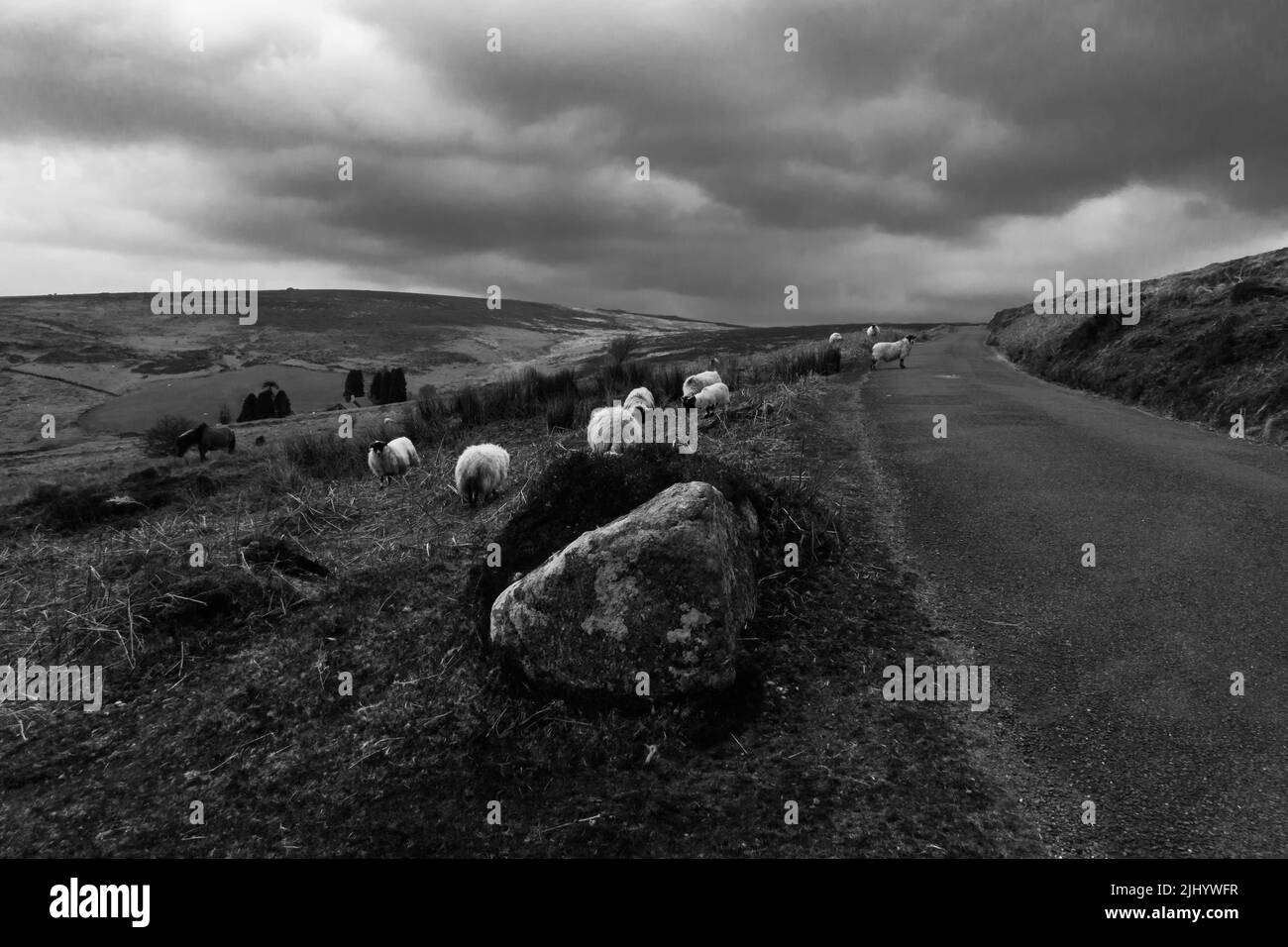 Pecore nere che vagano sul Parco Nazionale di Exmoor, Devon Inghilterra, Regno Unito. Aprile 2022 Foto Stock