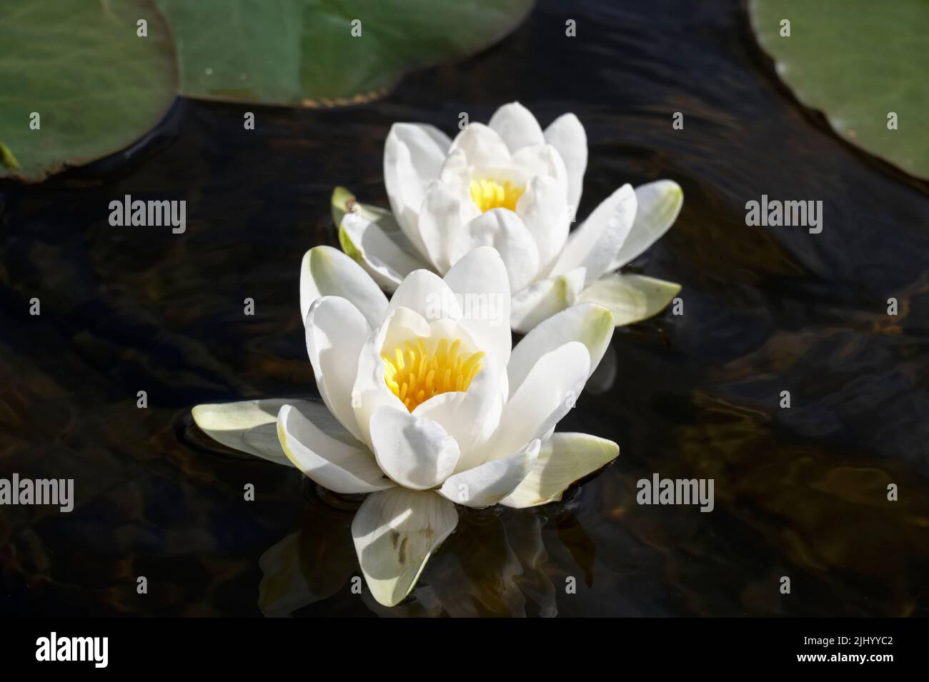Ninfee in fiore durante l'estate sul Loch Lomond Foto Stock