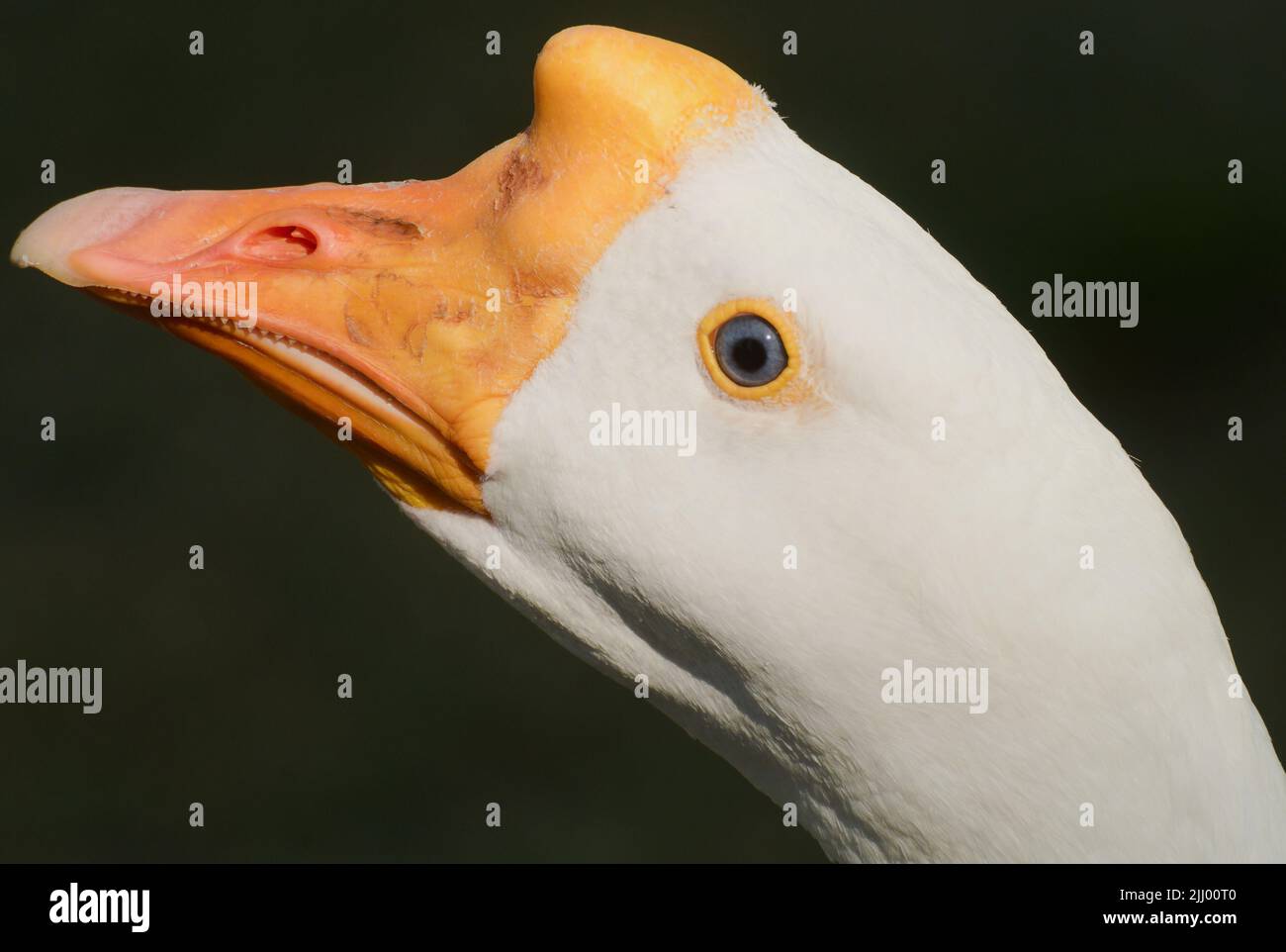 Meraviglioso mondo di uccelli acquatici colorati in azione. Primo piano di puro collo con occhio nero, becco giallo e rifinitura. Molto espressivo e interessante, Foto Stock