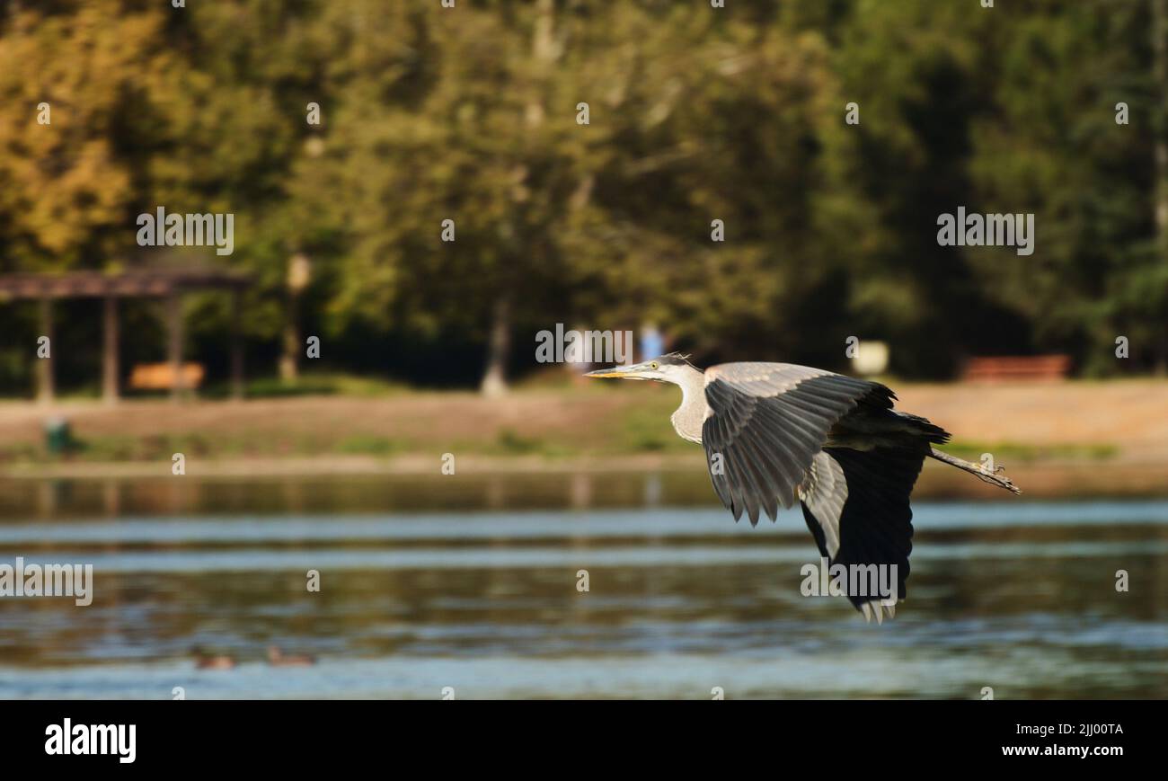 Heron si alza sul lago pieno di pesce, alla ricerca della sua prima colazione, con le piume color blu-grigio ioits in pieno display, con grazia e bellezza. Foto Stock