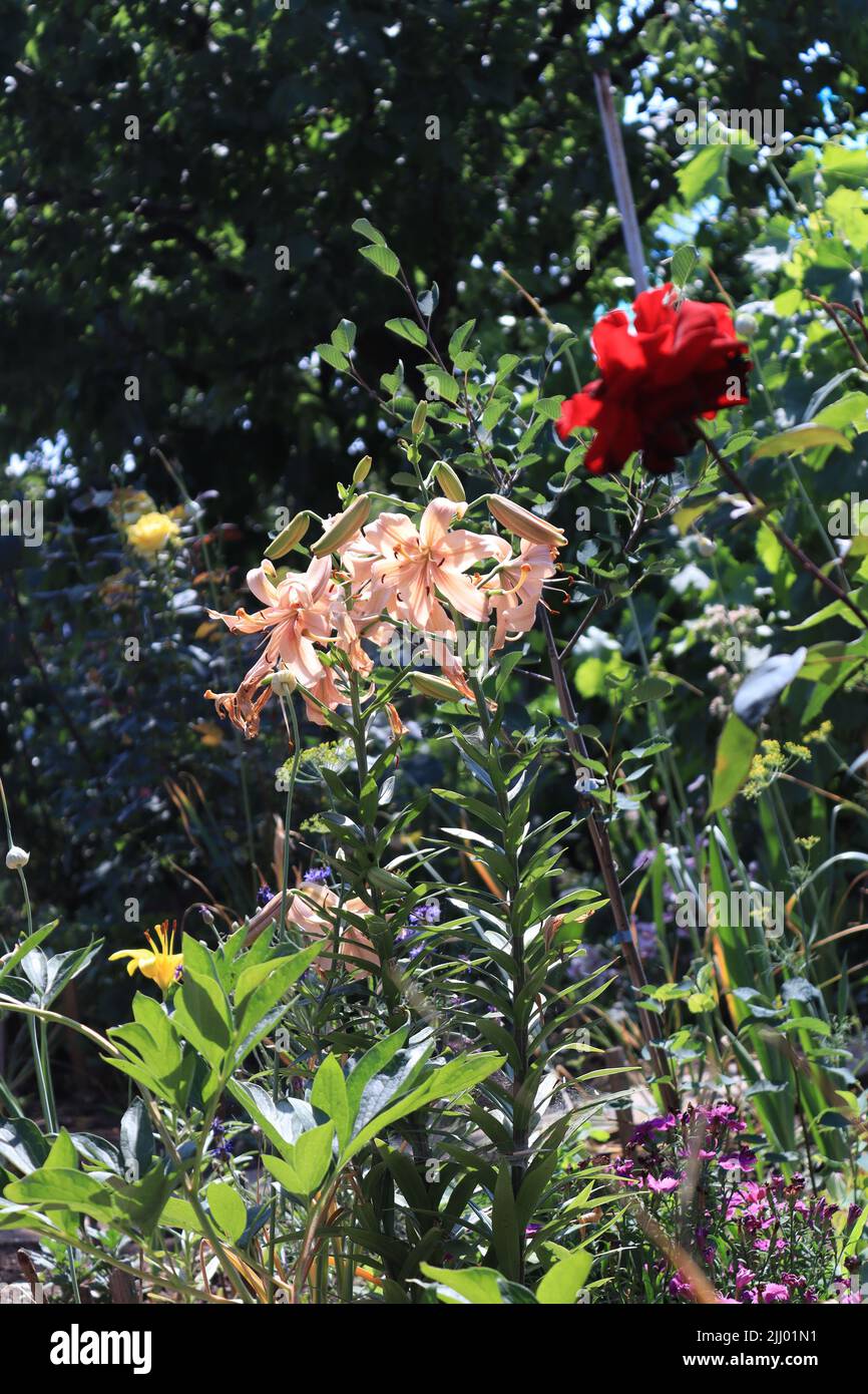 Gigli color crema catturati in un giardino con altri fiori Foto Stock