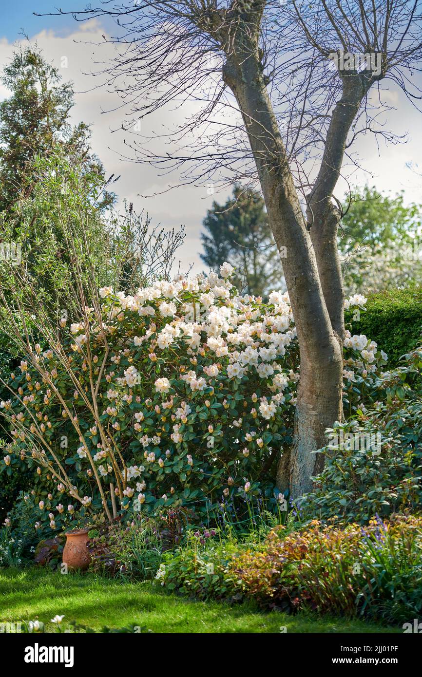 I fiori bianchi del rododendro che crescono in un giardino in primavera. Grazioso cespuglio fiorente in un cortile circondato da alberi piante e un prato verde Foto Stock