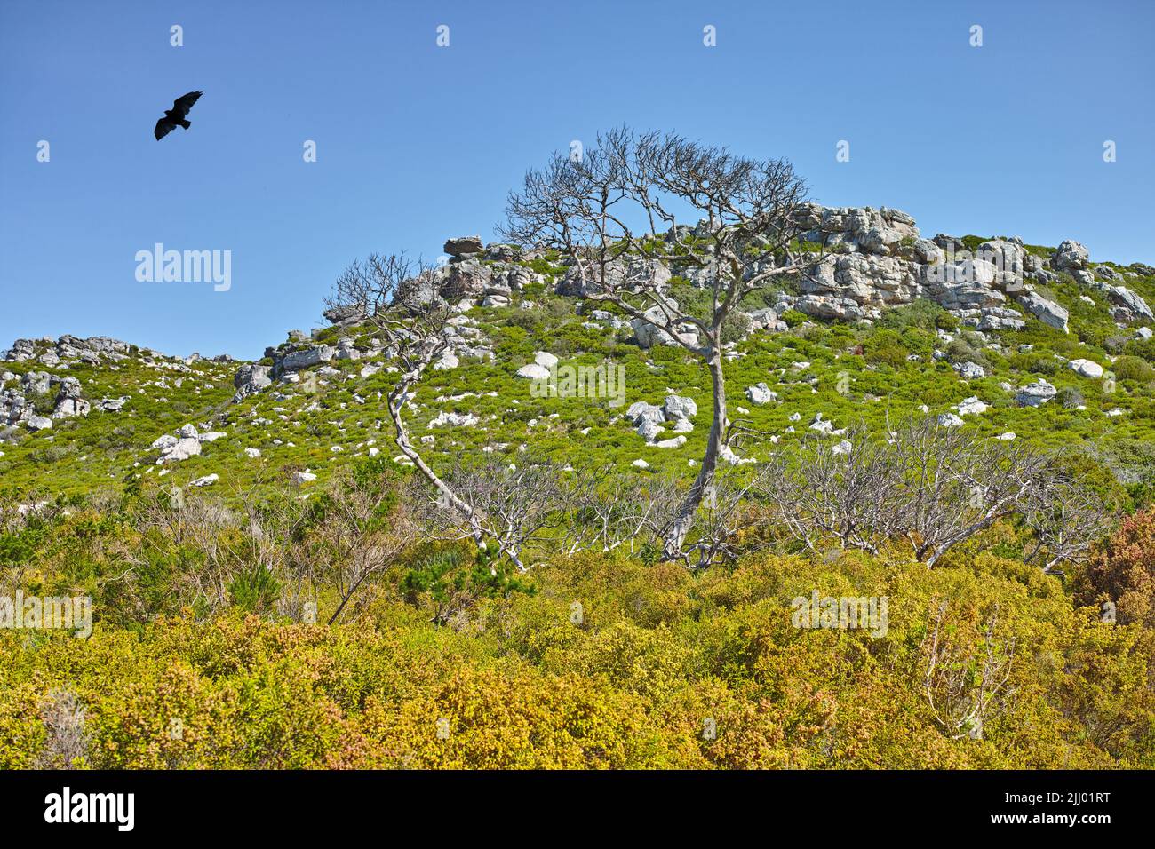 Vista paesaggio di fiori, verde e piante su una montagna contro un cielo blu durante l'estate a Città del Capo, Sud Africa. Splendida vista panoramica di un Foto Stock