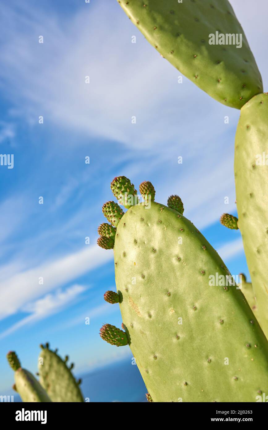 Un campo di cactus pungente e verde contro un cielo blu nuvoloso in natura. CopySpace vista paesaggio di una pianta di cactus e succulenti che crescono in un naturale Foto Stock