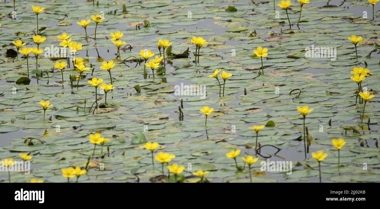 Giglio d'acqua frangiato (nome latino: Nymphoides peltata) che cresce in massa in questo canale olandese Foto Stock