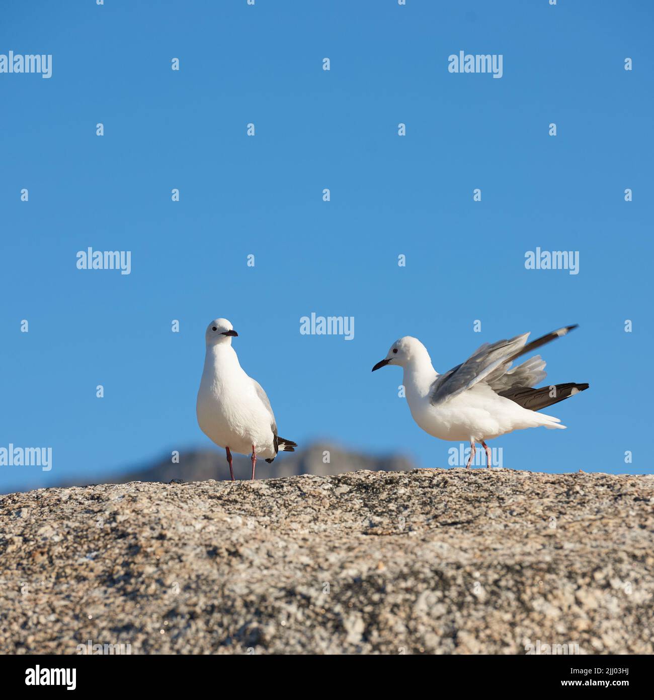 Fauna selvatica nel suo habitat naturale in estate in Sud Africa. Gabbiani seduti su una roccia contro uno sfondo blu sfocato all'esterno. Cute uccelli marini su Foto Stock