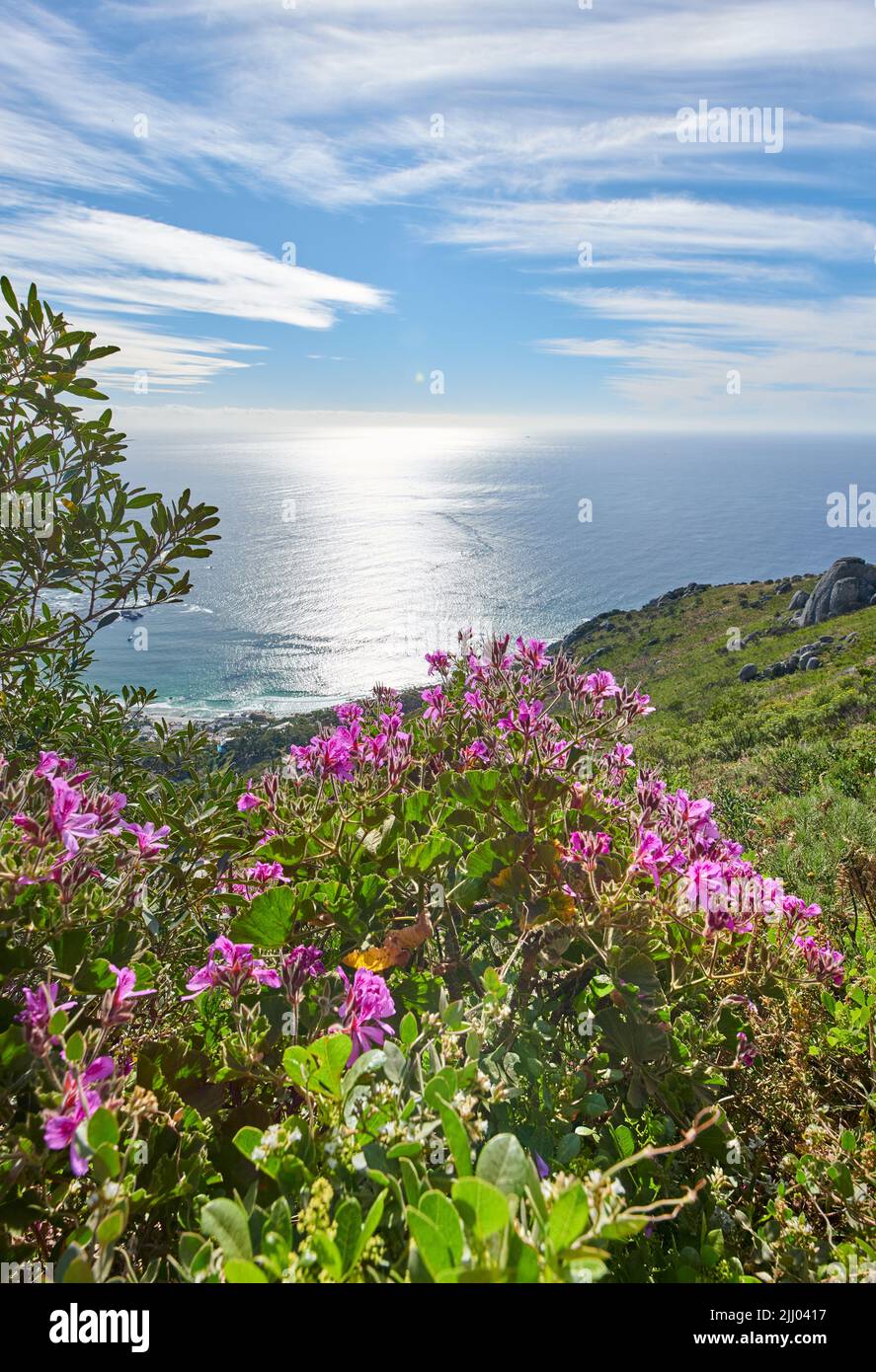 Fiori rosa di geranio di edera che crescono nel loro habitat naturale con l'oceano sullo sfondo. Paesaggio lussureggiante di piante di pelargonio in un tranquillo e. Foto Stock