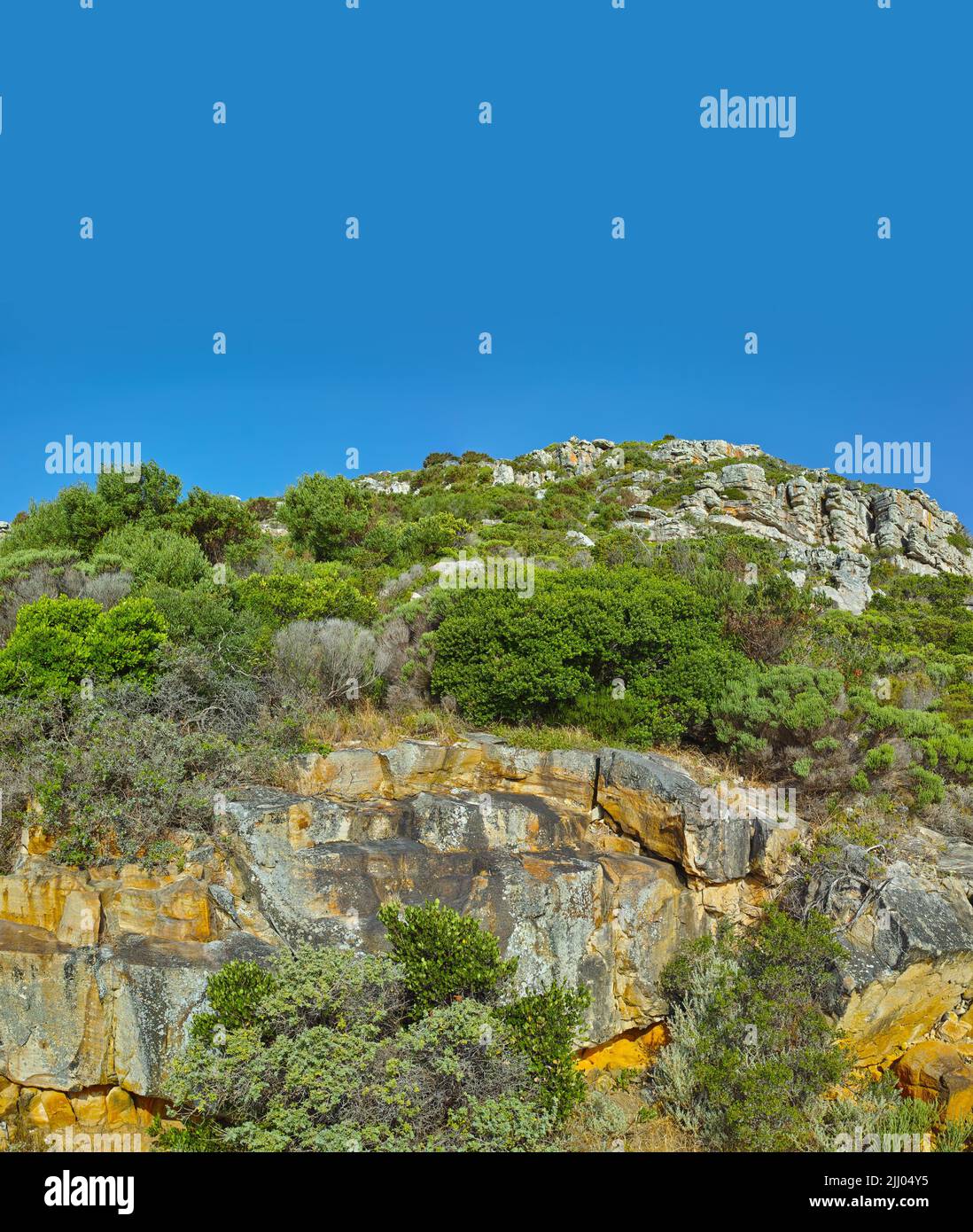 Fiori, piante e alberi sulla montagna in Sud Africa, Capo Occidentale. Vista paesaggio di vegetazione, verde, e erba che cresce su rocce in natura Foto Stock