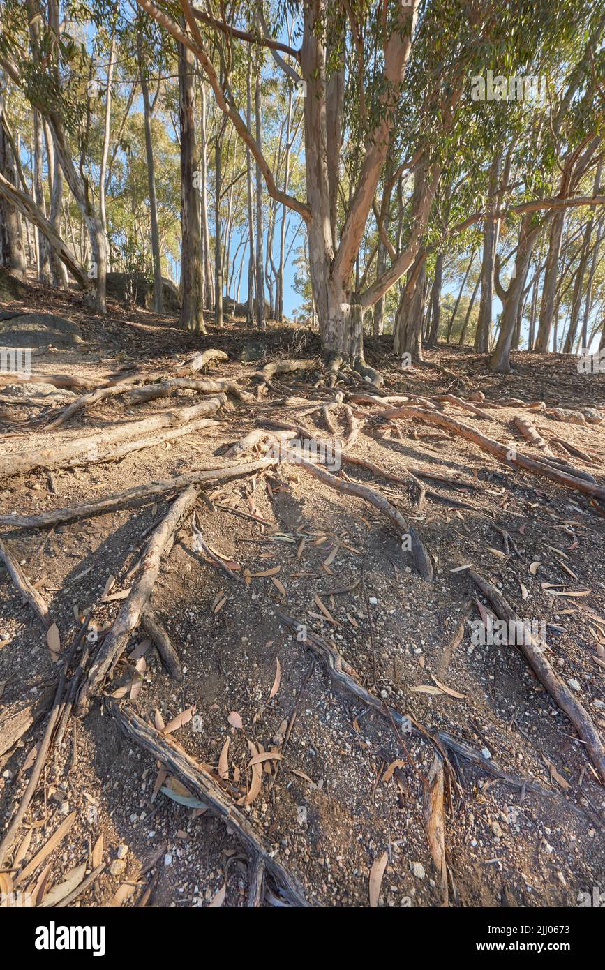 Vista naturale della foresta a Città del Capo. Alberi con radici nella natura con bellezza che circondano i grandi spazi aperti. Bella escursione sentiero in montagna tavolo a. Foto Stock